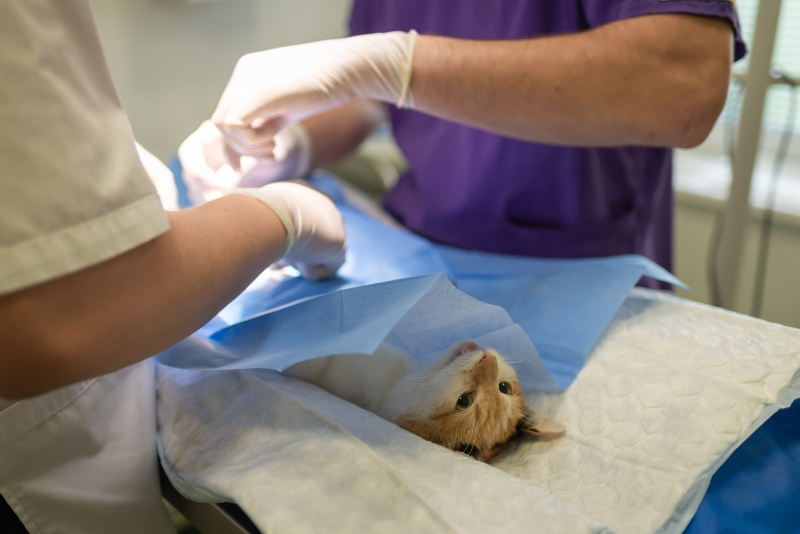 veterinaire-TOUDON-min_health-4385852